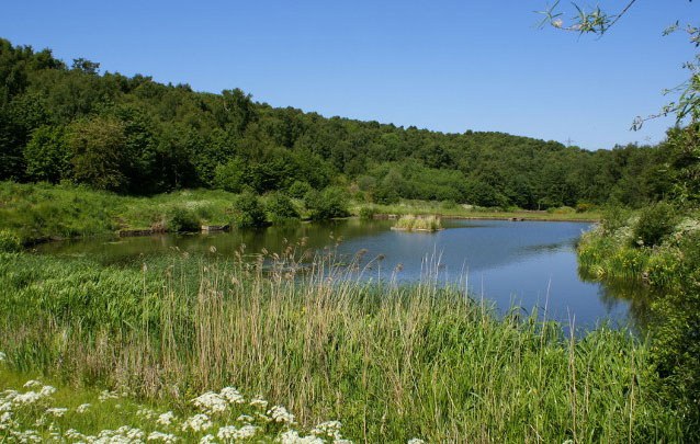 kingfisher-pond-thumb