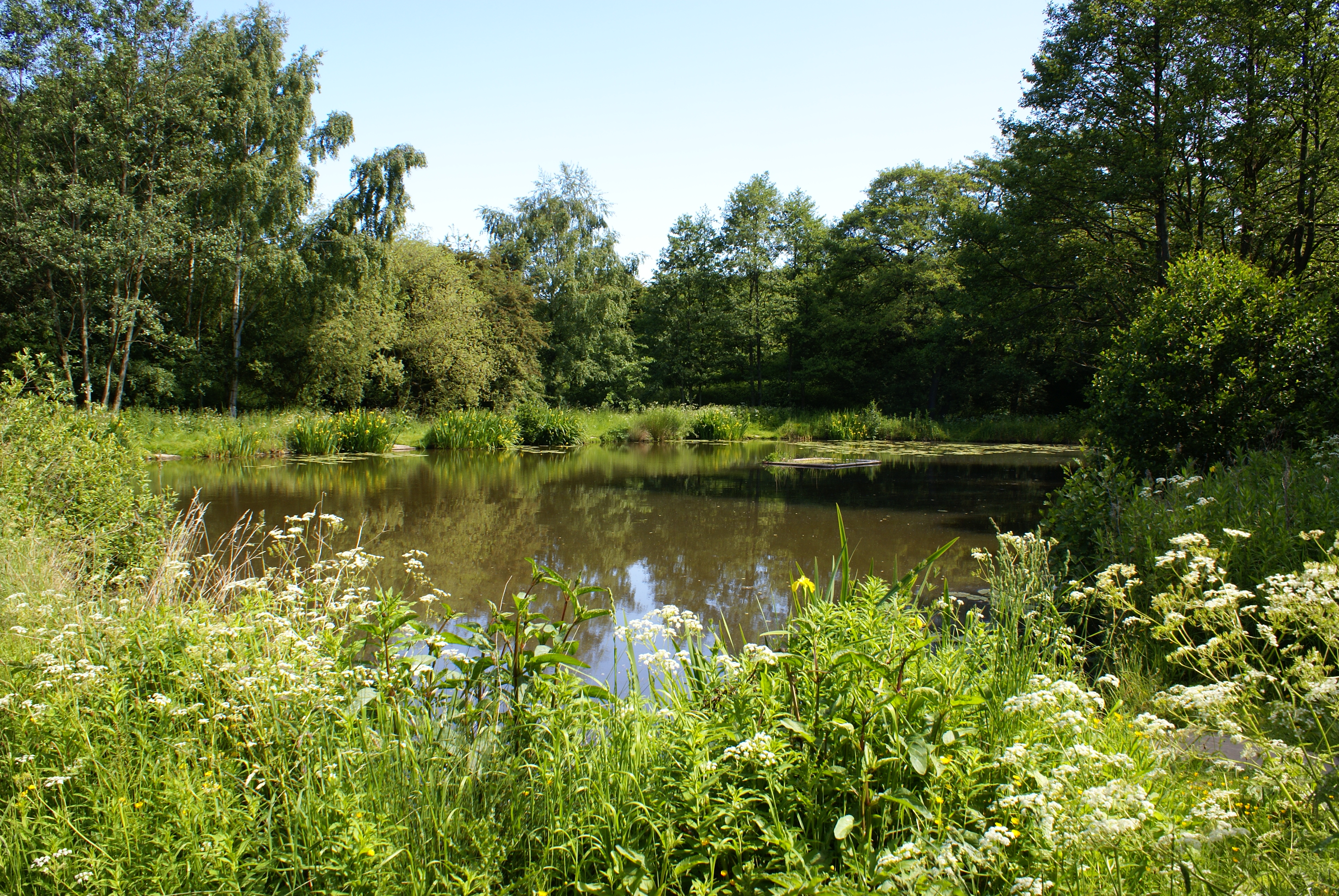 New Pond